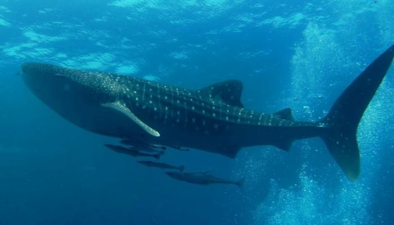 206-143301-similan-d_567_114339.jpg