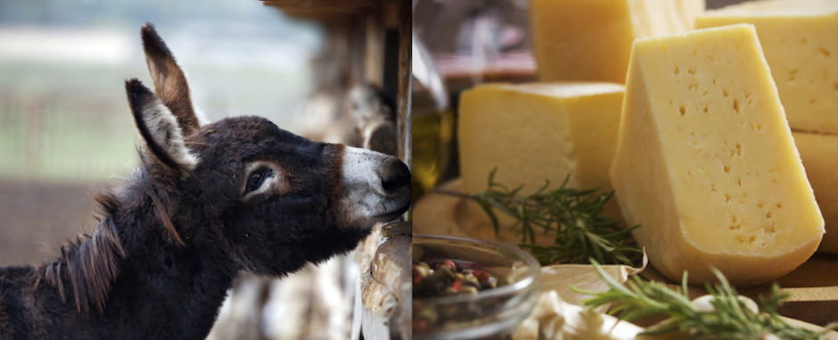 donkey-cheeses_595_124149.jpg