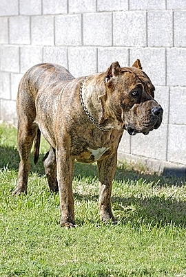 pngtree-perro-de-pre_807_023359.jpg