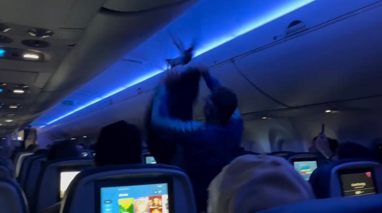 pidgeon-catch-plane-_782_121512.jpg