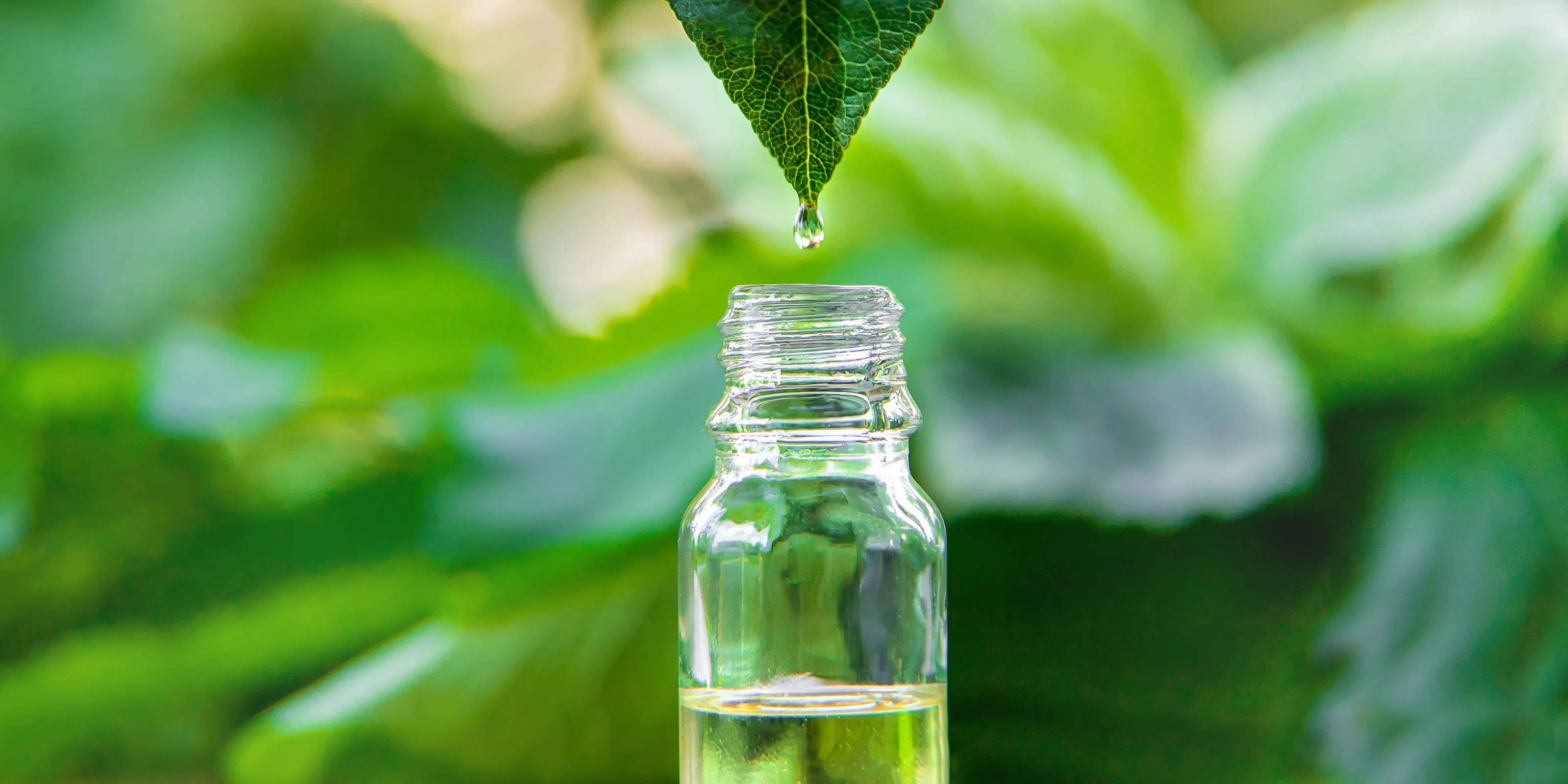 tea-tree-oil-hair_595_122753.jpg
