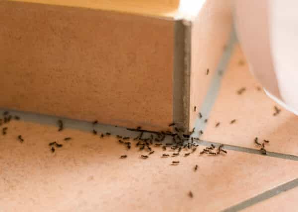 وصفات طبيعية لطرد النمل من المنزل