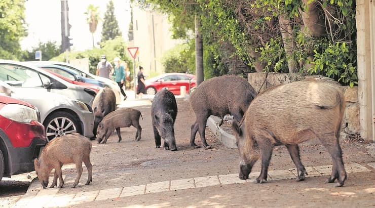 تجول الخنازير في إسرائيل